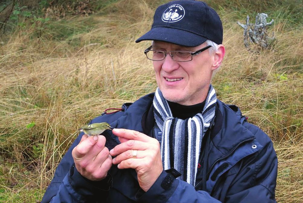 Per Johan Ulfendahl är en av de uppsalaornitologer som drog i gång ringmärkningen vid Långsandsörarna 2003. Här ses han med en av de fyra tajgasångare, Phylloscopus inornatus, som hittills märkts.
