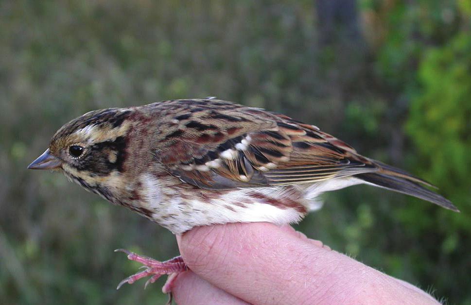 FOTO: PER JOHAN ULFENDAHL sävsparv (7), taltrast (4) och gråsiska (4). För järnsparv, koltrast, lövsångare, kungsfågel, blåmes samt grönsiska finns ett återfynd vardera.