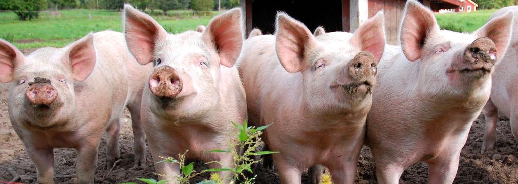 Gris Slaktutveckling och handelsflöden i Sverige Antalet slaktade grisar ökade närmare två procent under den första halvan av 2018 i förhållande till motsvarande period föregående år.