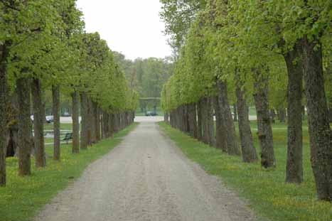 Karusellplan/Rörbyvägen Mellan Karusellplan och Orangeriet går en viktig siktlinje som förstärks av en i nuläget ung allé. Allén och siktstråket skall förbli tydligt.