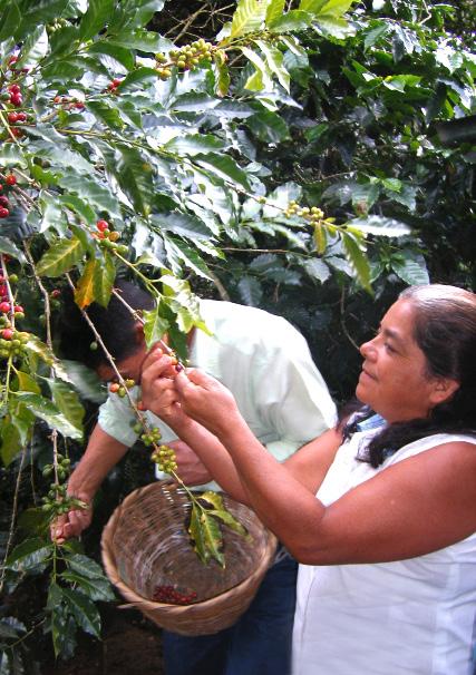 Rosario Rodriguez från Costa Rica: We are small holder farmers. I am very proud of the coffee that me and my husband grow.
