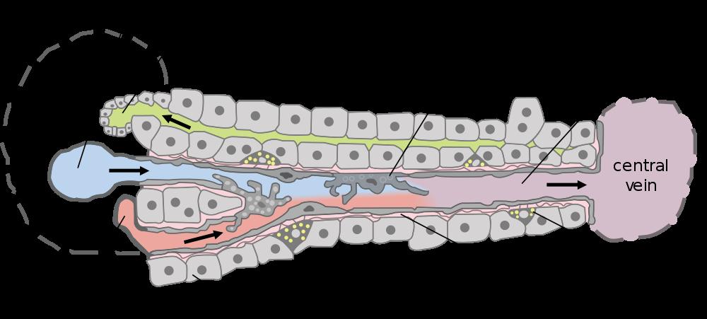 Kärlen, struktur och cellerna Disses spalt: Utrymmet mellan endotelceller och Hepatocyter Gallkapilärer är i ECM mellan Hepatocyter och utgöras genom tight junctions där mellan, där gallan går.