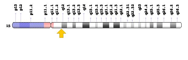 GENETIK Kromosom 15 med