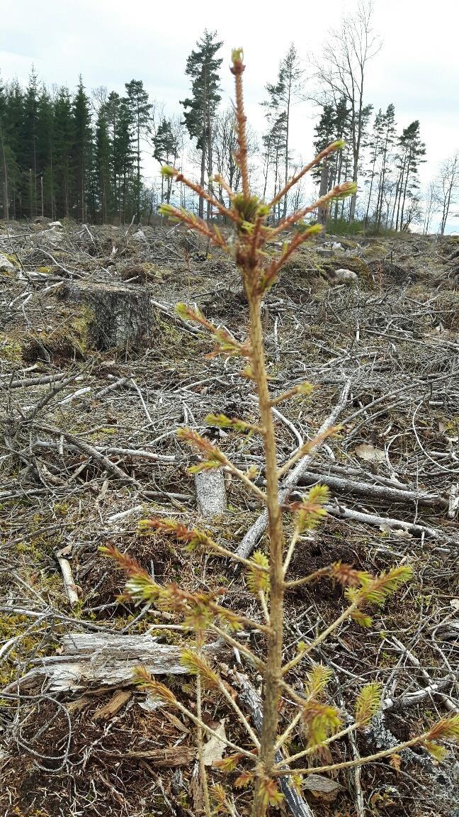 Skogsstyrelsen 6(8) Angrepp av Ögon Öronvivlar.