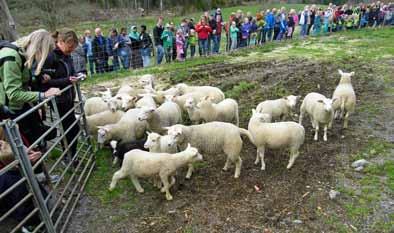 Populära lammsläppet på populära Fårgården Turistanläggningen på Fårgården i Åsebol har på bara några år blivit populär, uppmärksammad och omnämnd.