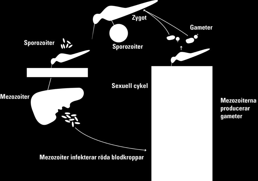 Protozoer