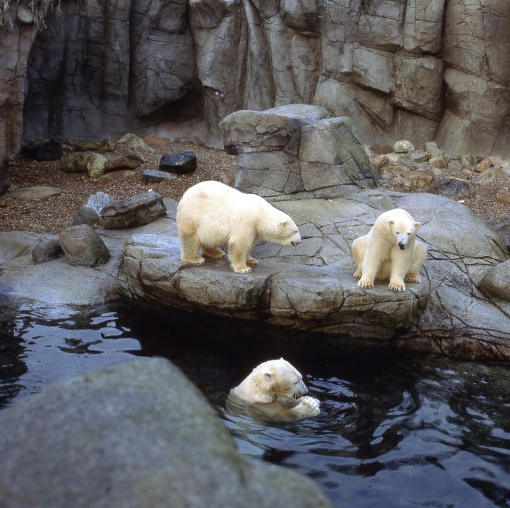 liksom Isbjörnar Odense zoo