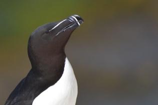 FRISTADS NATURSKYDDSFÖRENING Verksamhetsberättelse 2017 Styrelsen har under årets haft följande sammansättning: Karin Persson (ordf.), Johan Nilsson (sekr.) Leo Spilg (kassör) samt fyra ledamöter.