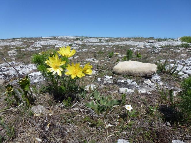 Fyren på Stora Karlsö Foto: