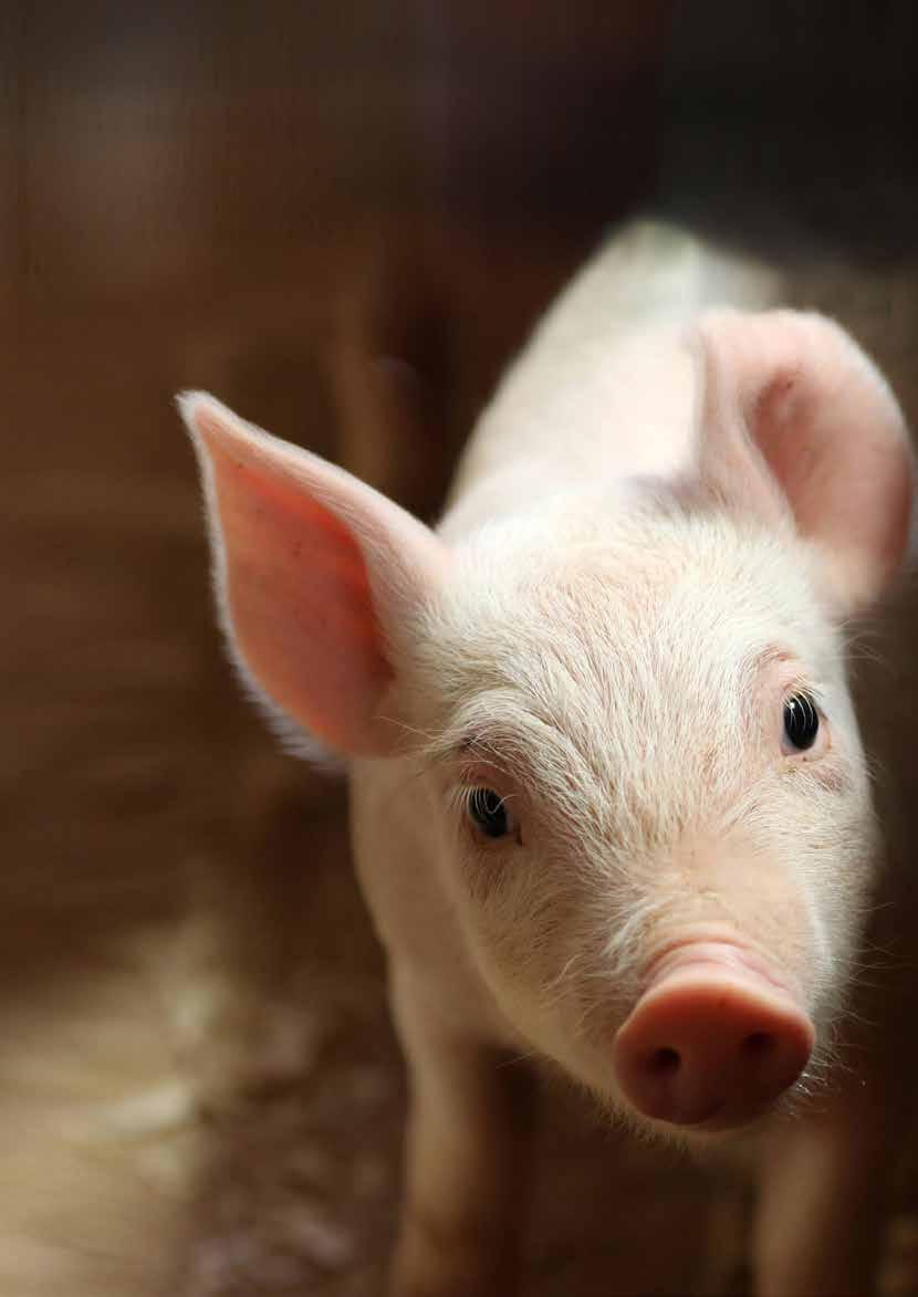 Vår/sommar 2018 Ny kampanj skyddar grisar Mer arbete mot plastskräp i havet Hundar