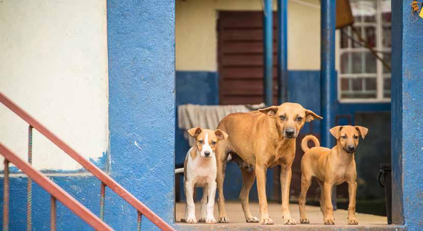 Hundar Sierra Leone Hundar Ghana Ghanas hundar ska skyddas mot rabies Tiken på bilden var dräktig när hon kom till Patrick Turays hus under en hemsk storm.
