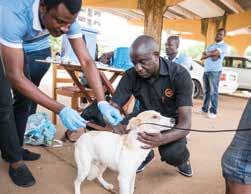 Nu kommer de till oss med sina hundar och ser till att de får vård. Vi samarbetar med Sierra Leone Animal Welfare Society (SLAWS).