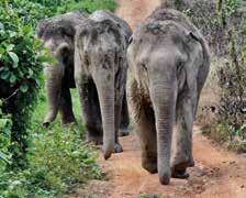 Här berättat hon om sin upplevelse av besöket: Dagen innan hade jag varit på Safari World Bangkok och sett elefantshower som var fruktansvärda.
