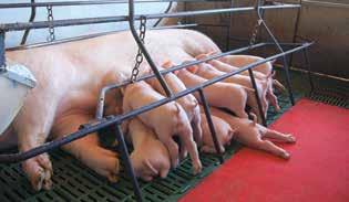 Suggan kan varken vända på sig eller ligga bekvämt, inte heller umgås med andra grisar.
