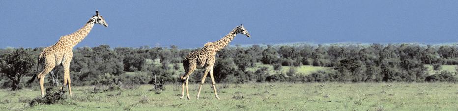 Förvaltningsberättelse Simplicity Afrika Placeringsinriktning Fonden placerar enligt vår egenutvecklade placeringsmodell i aktier geografiskt knutna till Afrika.