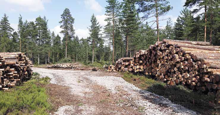 12 Kuutio.fi Text: Otto von Frenckell och Magnus Wiksten Kuutio.fi är en nättjänst som upprätthålls av skogsvårdsföreningarna och skogsindustrin i Finland.