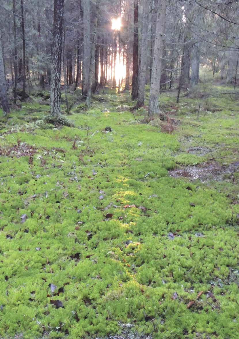 3 Ledare: Otto von Frenckell Din och skogens hälsa Vi skogsbruksmänskor har antagligen vetat det som även vetenskaplig forskning i olika studier nuförtiden kunnat verifiera.