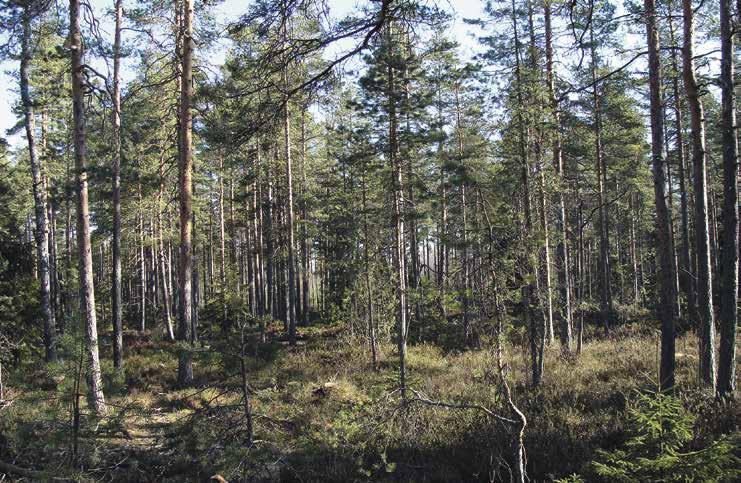 6 Rolf Wickström sköter skogen Text: Torolf Finnbäck Rolf Rolle Wickström ansvarar för skogsägarkontakterna i norra Sibbo. Rolf anställdes på reviret år 1985 då Kurt Rosenberg pensionerades.