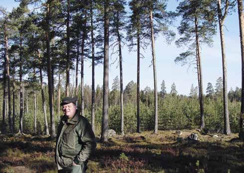 7 dåligt gjord förnyelse får man lida av genom hela skogens omloppstid!