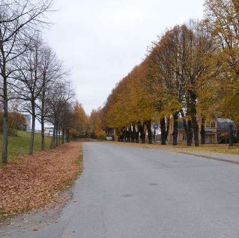 Då trädrdern på båd sidor om vägen står i när nslutning till Lings väg, behöver den yngre trädrden flytts cirk två meter västerut för tt snbbcykelvägen sk få plts. 9.