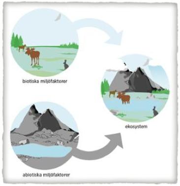 När ett ekosystem ska studeras undersöks biotiska faktorer likväl abiotiska faktorer. Biotiska faktorer= delar i ekosystemet som lever.