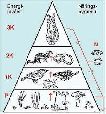 Näringspyramid Det blir färre djur för