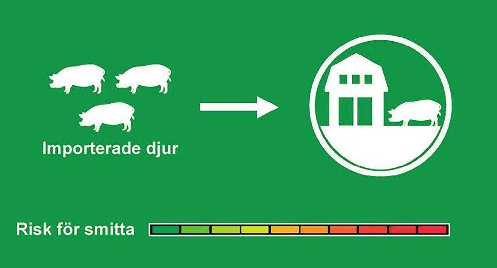 Allt in/allt ut Handel med livdjur och smågrisar En isolering skall drivas enligt principen allt in/allt ut.