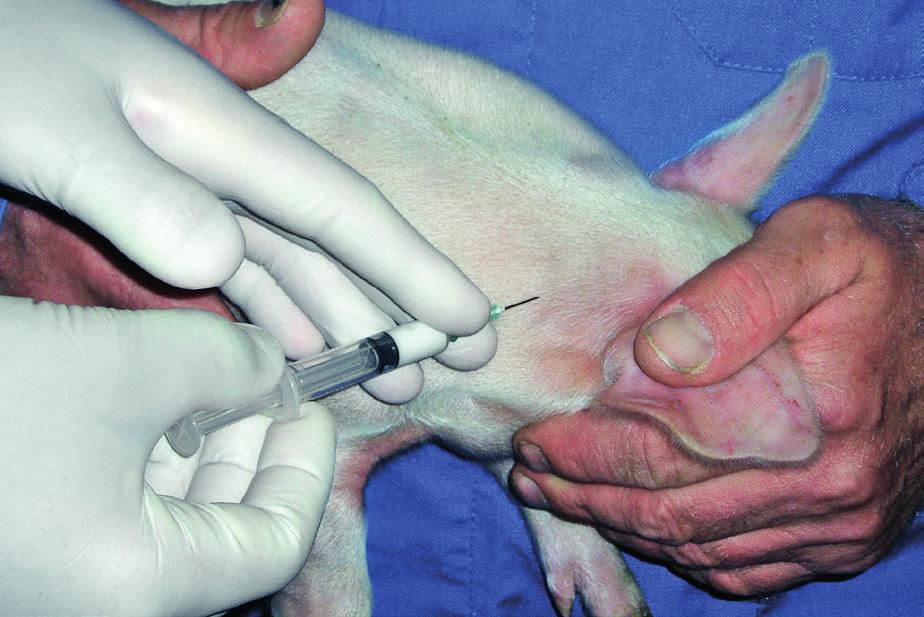 Foto: Gård & Djurhälsan Vi måste vara ansvarsfulla vid användning av antibiotika. Parasiter I gruppen parasiter är variationen stor.