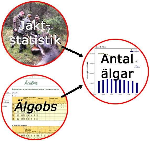 Älgstammen i Örnsköldsviks ÄFO 215/216 På uppdrag av Holmen Skog har Svensk Naturförvaltning AB u ört en modellberäkning av älgstammens storlek, sammansä ning och utveckling i Örnsköldsviks