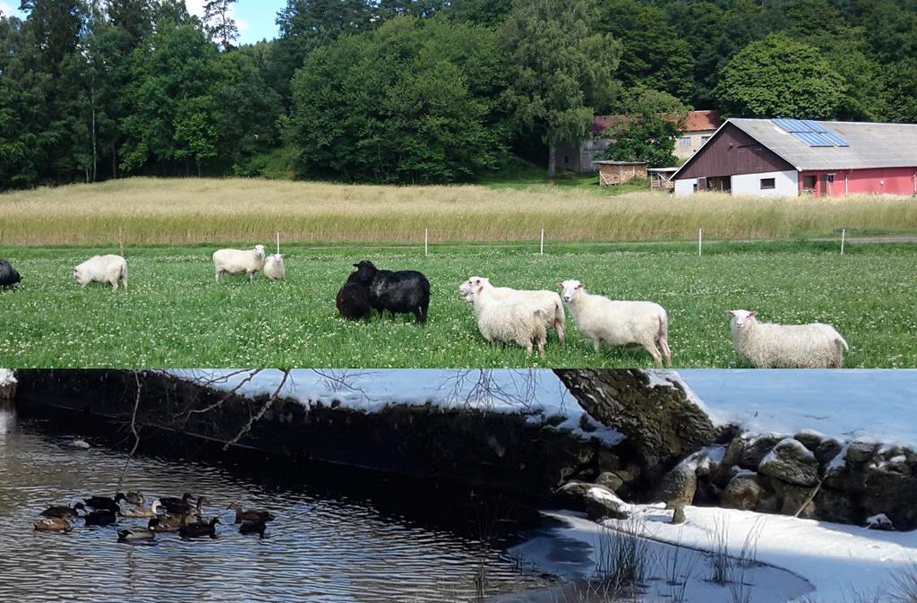 De bedriver en småskalig verksamhet och är ekologiskt certifierade. De står på 4 ben. Rya får- om ger fina pälsar och bra kött. De säljer lammlådor vid slakt och frysta styckdetaljer däremellan.