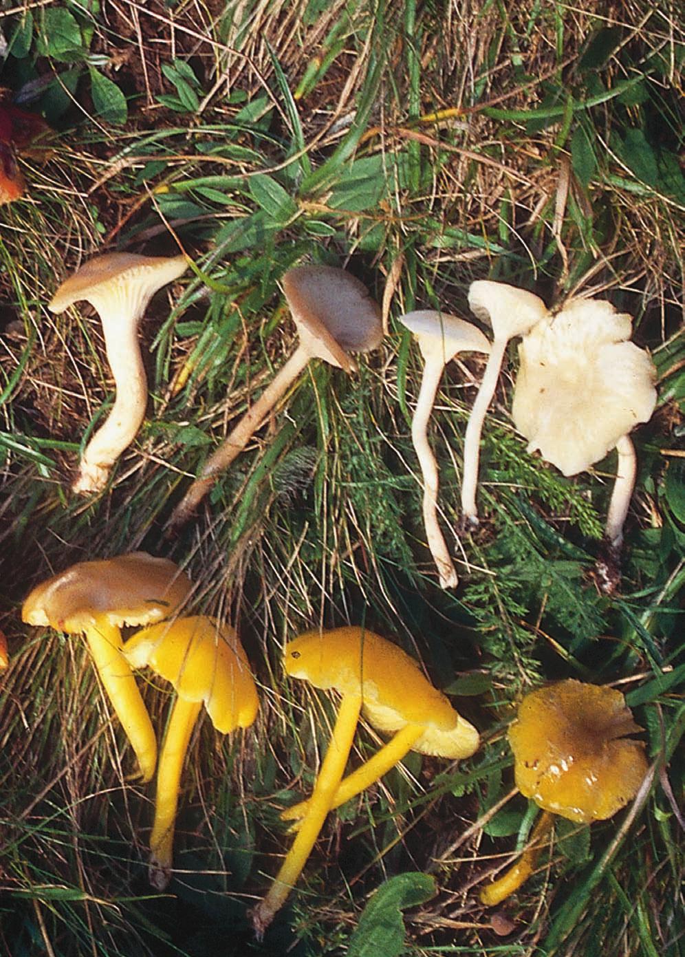 Svensk Botanisk Tidskrift 97(2): 65 128 (2003) ISSN 0039-646X, Uppsala 2003 INNEHÅLL 65 Ordföranden har ordet: Varifrån kommer ditt botaniska intresse?