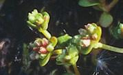 ) 74 Nilsson, S. G., Aronsson, G. & Hultengren, S: Biologisk mångfald i Linnés hembygd i Småland. 2.