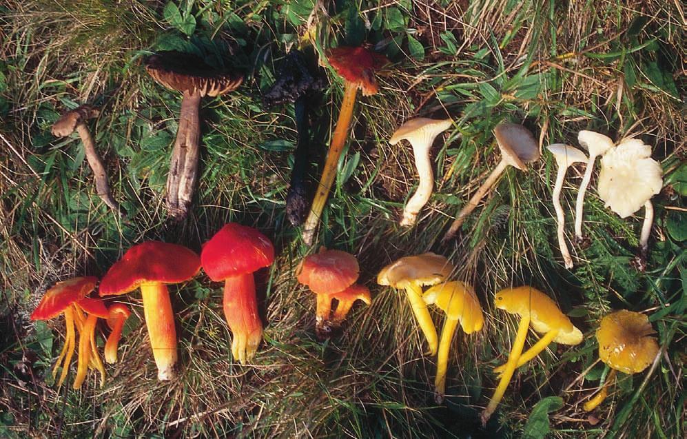 MÅNGFALD I LINNÉS HEMBYGD Vaxskivlingar, bland annat de rödlistade sepiavaxskivling Hygrocybe ovina (övre raden, andra från vänster), scharlakansvaxskivling H.
