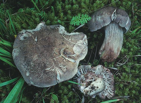 MÅNGFALD I LINNÉS HEMBYGD Gul blodsopp under en ek i en hagmark nordväst om kyrkan 2001. Foto: Sven G. Nilsson. Boletus junquilleus under a big oak in a pasture near the church in Stenbrohult 2001.