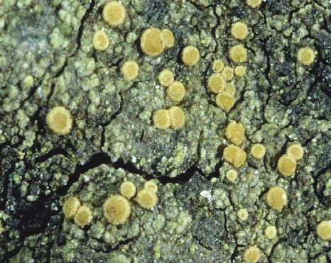 NILSSON, ARONSSON & HULTENGREN A Liten lundlav Bacidia phacodes (A) och liten sönderfallslav Bactrospora corticola (B) har relativt stora populationer i Stenbrohult.