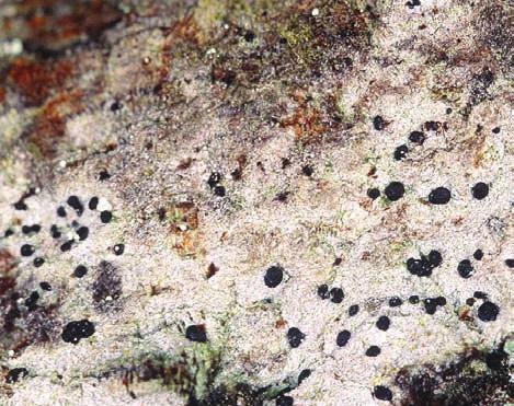 The lichens Bacidia phacodes and Bactrospora corticola have relatively large populations in Stenbrohult, while Candelariella reflexa was found as new for the region.