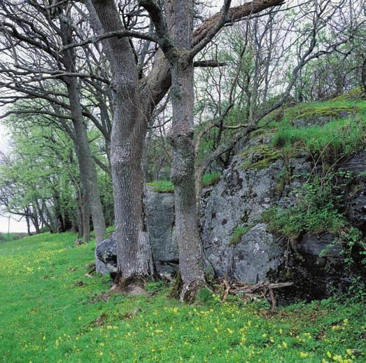 KUSTSILVERLAV Lokalen för kustsilverlav på Älgön i Bohuslän. Bergbranten vetter mot söder, ut mot gammal åkermark och skuggas av enstaka almar och askar.