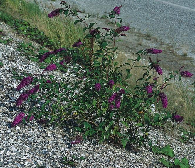 Syrenbuddleja Buddleja davidii utgör ett färggrant och ståtligt tillskott till Pepparholms ännu så länge ganska påvra flora. Foto: Bengt Örneberg.