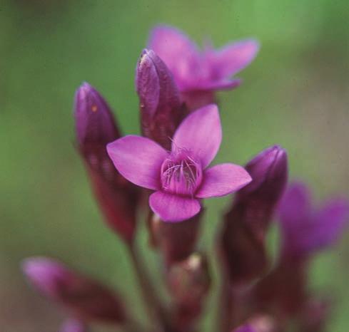 Fältgentiana Årets växt 2003 Fältgentianan har minskat mycket på senare år, kanske mer än vad många tror. Föreningen har i samarbete med ArtDatabanken därför utsett fältgentianan till årets växt 2003.