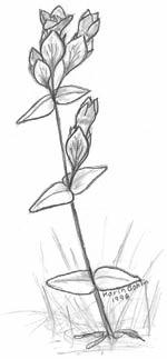 Fältgentianan finns i tre varieteter: en tidigblommande var. suecica (till vänster) med få och långa ledstycken på stjälken, en senblommande var.