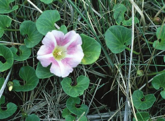 FÖRENINGSNYTT FÖRENINGSNYTT FÖRENINGSNYTT FÖRENINGSNYTT Exkursion till Jylland 7 10 augusti Föreningen ordnar en Jyllandsresa i sommar i samarbete med några av våra vänner i Dansk Botanisk Forening.