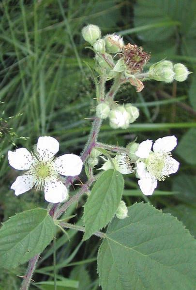 OREDSSON Det finns två former av rundbladsbjörnbär, den ena (2 ) med rosenröda blommor (f. vestitus), den andra (1 ) med vita blommor (f. albiflorus). Foto: Göran Wendt.