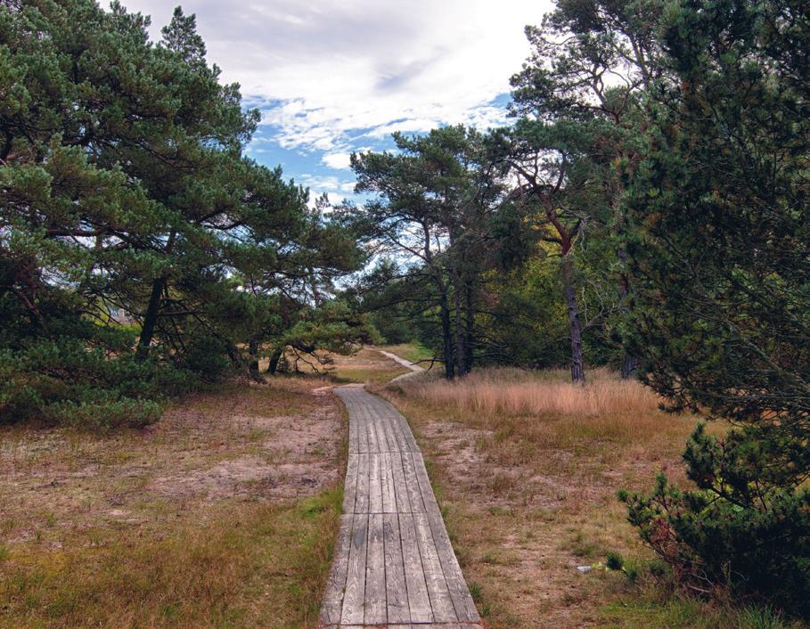 På vintern är havet oftast isfritt och då är chansen för svarthakedopping, storlom, svärta och sjöorre stor förutsatt att man har tillgång till tubkikare.