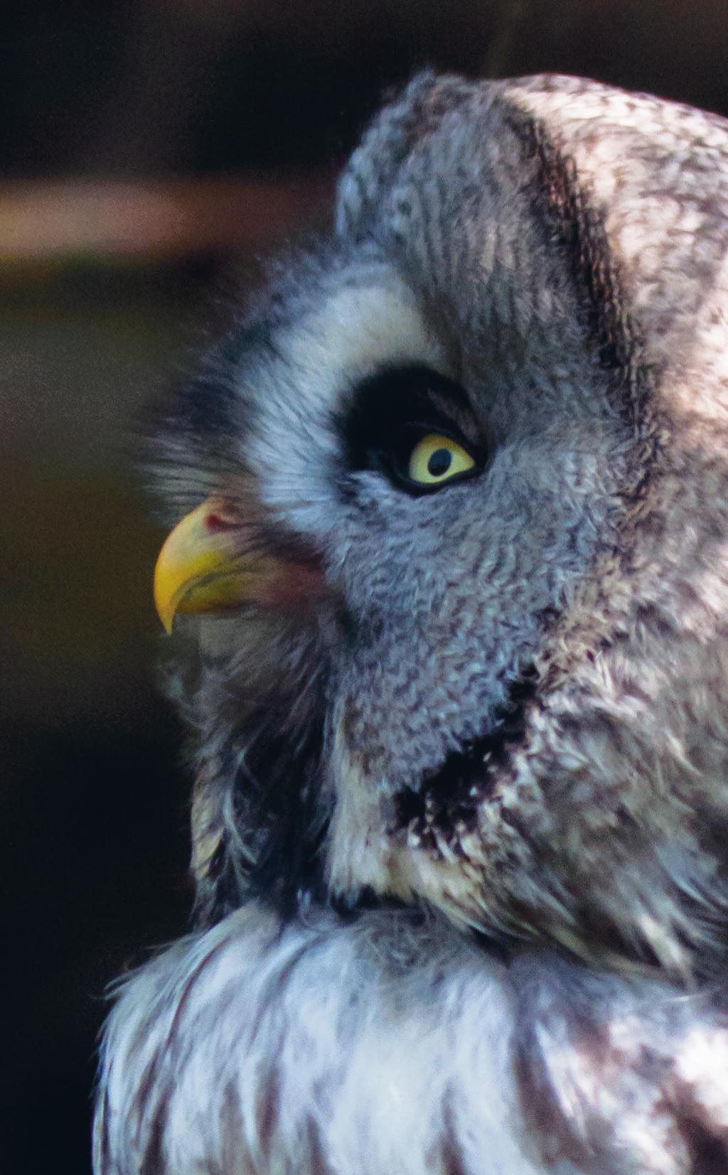 Inom kort vimlade skogsbrynet av glada skådarvänner vars teleförsedda kameror rasslade i alla riktningar. foto: Hans Cronert Lappugglan var påfallande orädd.