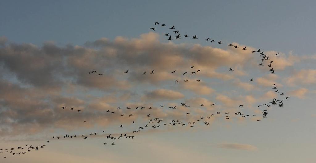 Tranflock på Söderfjärden (foto Jouni Kannonlahti) Dessa konsekvenser uppskattas därför beröra främst byggområdenas näromgivning. De vanligaste skogsfågelarterna (bl.a. tättingar) har i allmänhet
