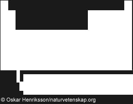 Perioder och grupper De lodräta kolumnerna i systemet kallas grupper. Alla atomslag i samma grupp har (finns några undantag) lika många valenselektroner och därmed liknande egenskaper.