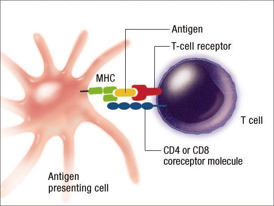 MHC aktivering av T-celler MHC proteiner på