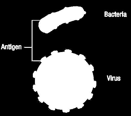 Antigener från patogener Varje antigen är unikt Antigener möjliggör igenkänning av