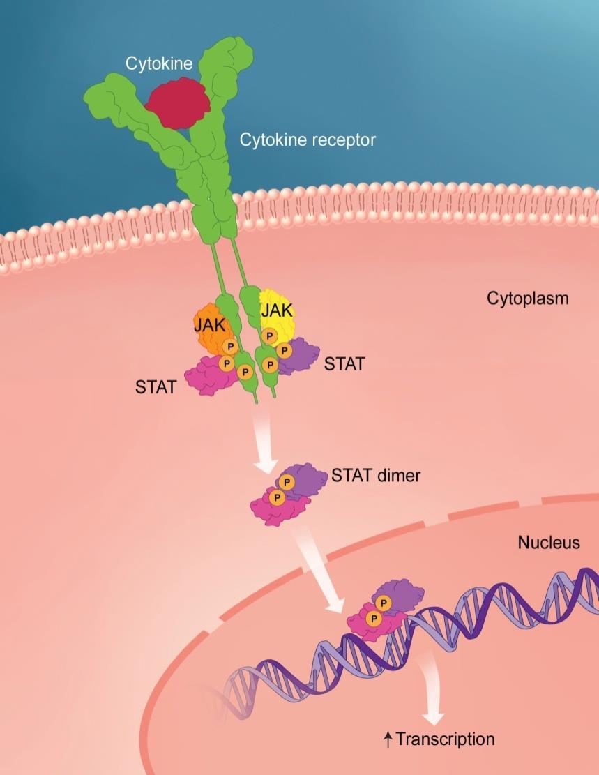 Cytokinsignaler Cytokiner binder och aktiverar ytreceptorer på cellmembranet Aktiverade cytokinreceptorer interagerar med intracellulära tyrosinkinaser.