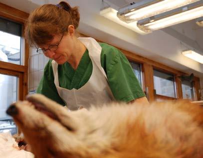 2010 Aktiv Viltsjukdomsövervakning Den aktiva sjukdomsövervakningen utgörs av riktade undersökningar av utvalda djurarter, när SVA vill få en bild av läget för olika sjukdomar som kan påverka vilda